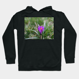 Purple and orange flower in grass 3 Hoodie